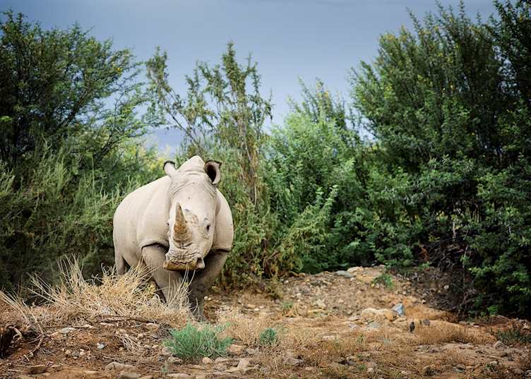 White Rhino, Kruger