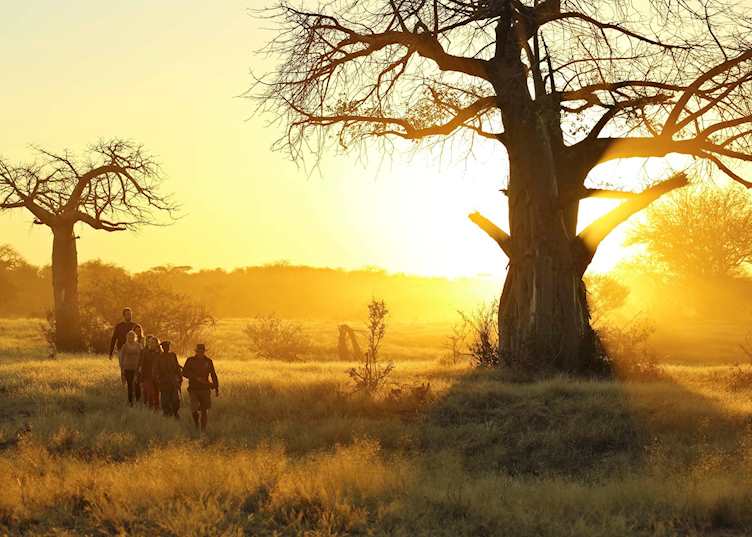 Walking safari, Kichaka
