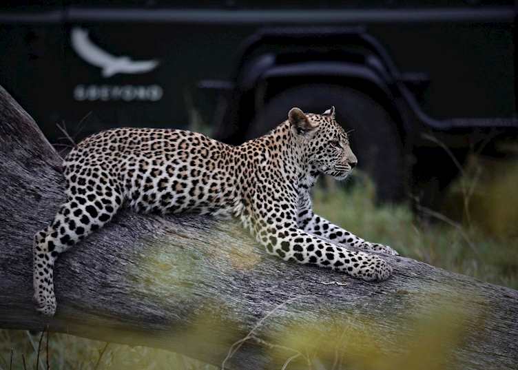 Leopard at Kirkman's Kamp