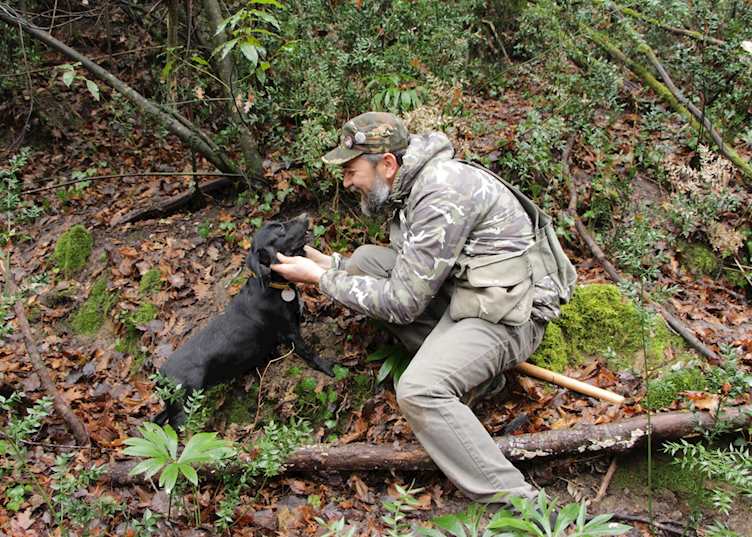 Truffle hunting, Tuscany