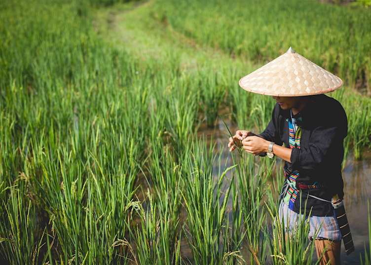 Rice Farmer in Luang Prabang, Laos at the Living Land Rice Experience