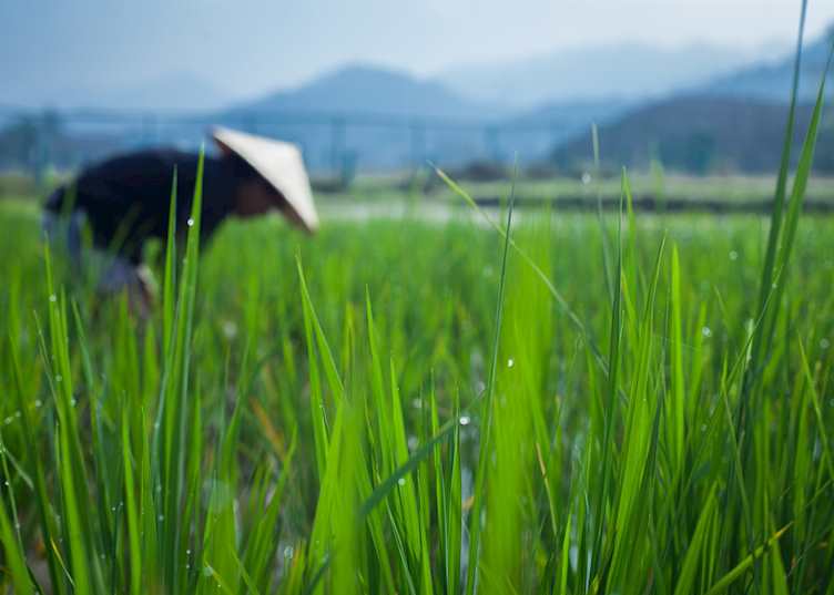 Rice Farmer in Luang Prabang, Laos during Living Land Rice Experience