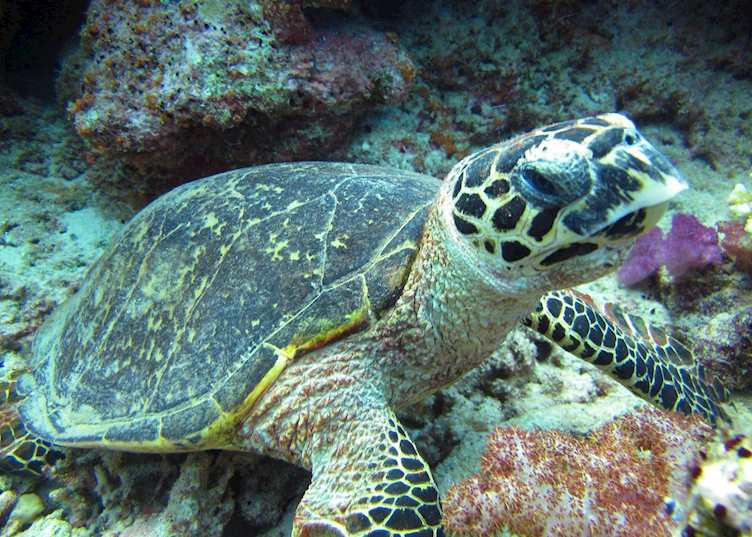 Jean-Michel Cousteau Resort, Vanua Levu
