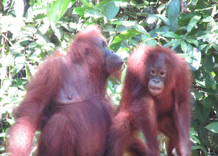 Orang-utans in Tanjung Puting National Park