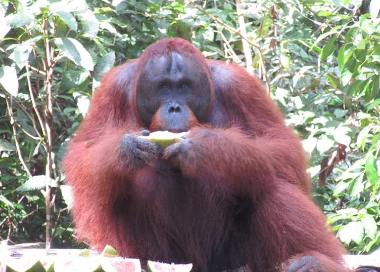 Adult orangutan in Tanjung Puting