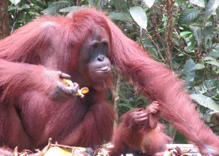 Mother and baby orangutan