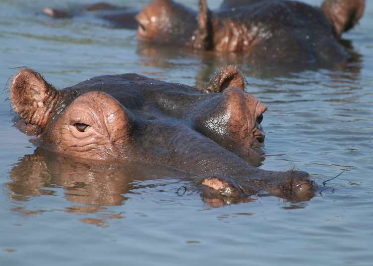 Hippo at Leopard Mountain Game Lodge
