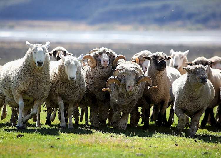Rams at Wilderness Lodge, Arthur's Pass