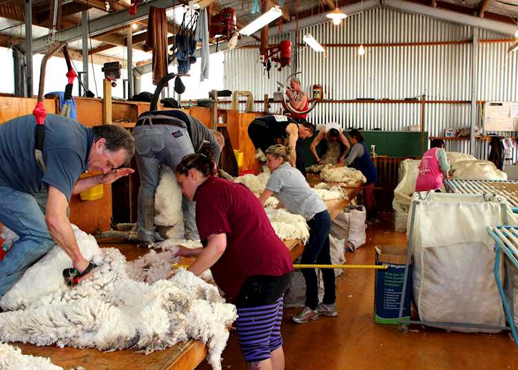 Shearing, Wilderness Lodge, Arthur's Pass