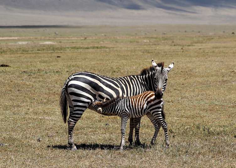 A mother and baby zebra in Ngorongoro Crater