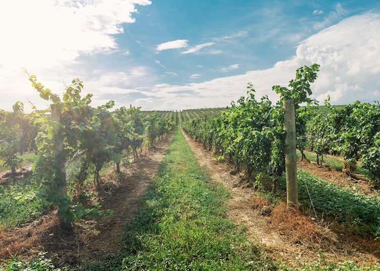 Vineyards, Niagara-on-the-Lake
