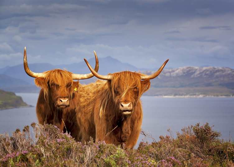 Highland cows