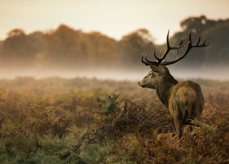 Stag on a misty morning
