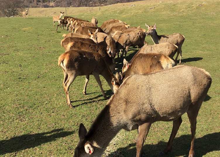 Deer in the Cairngorms