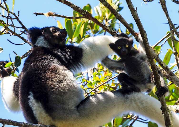 Indri lemur with its young, Madagascar
