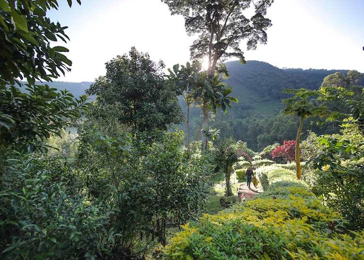 Mahogany Springs, Bwindi Impenetrable Forest National Park
