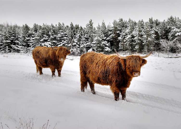 Highland cattle