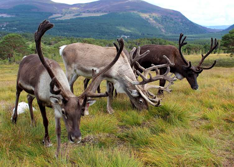 Reindeer in the Cairngorms