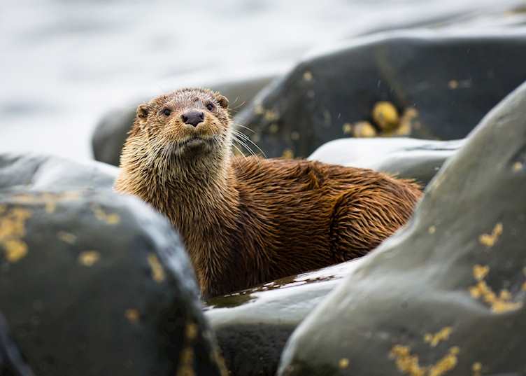 Scottish otter