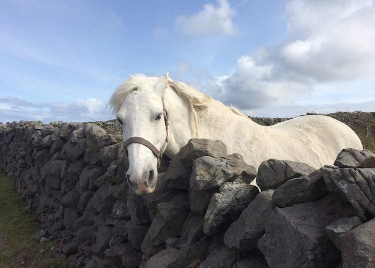 Aran white horse