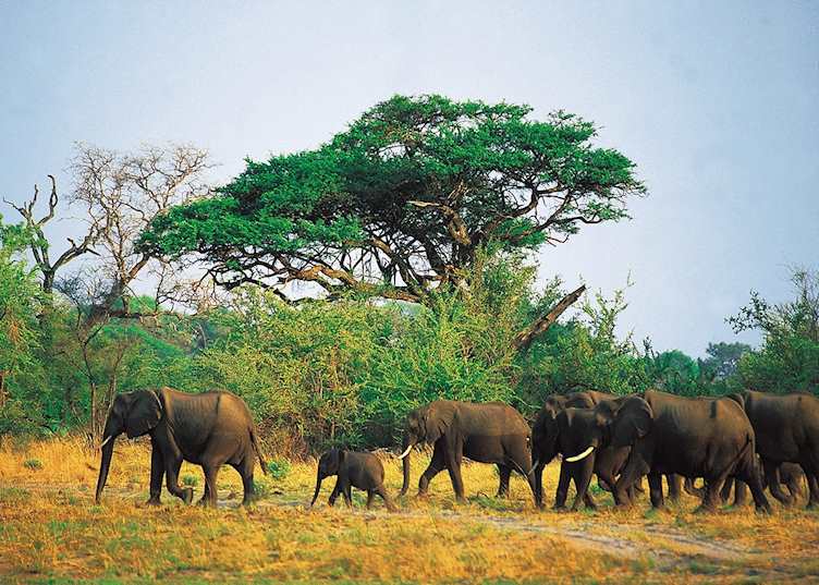 Elephant in the Kwando Concession