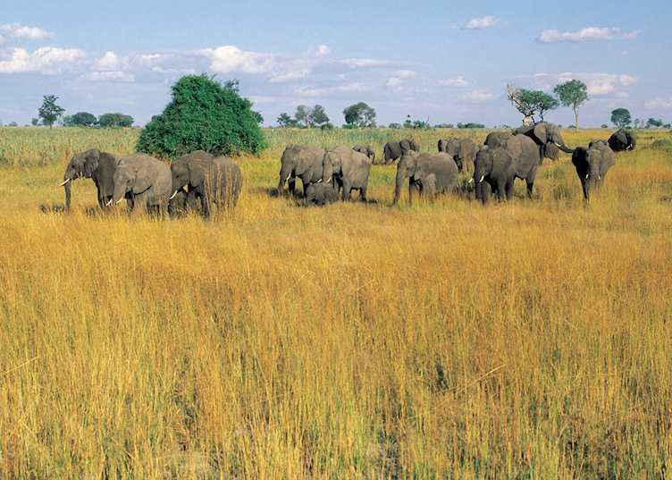 Elephant in the Kwando Concession