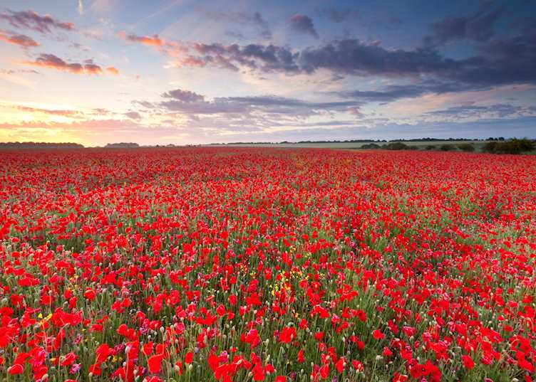 Poppy field