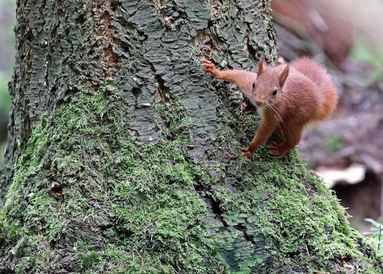 Red squirrel