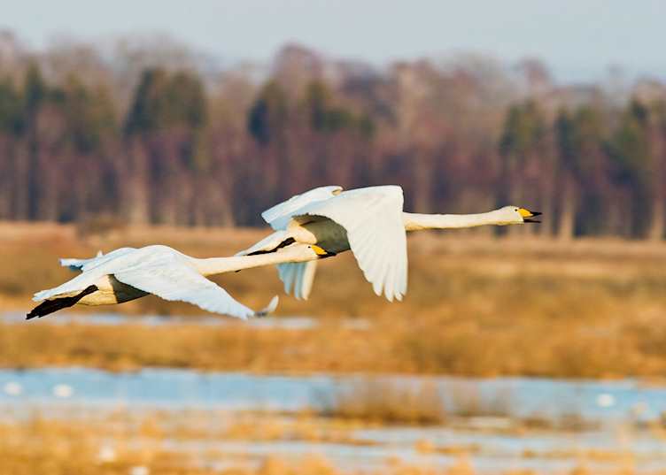 Birdlife