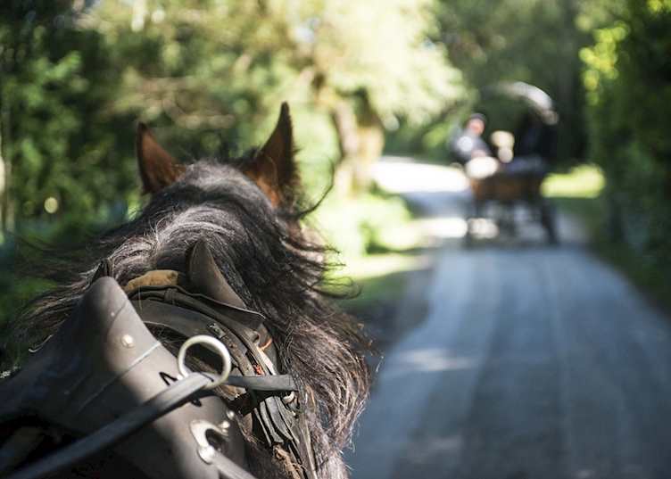 Jaunting car in Killarney