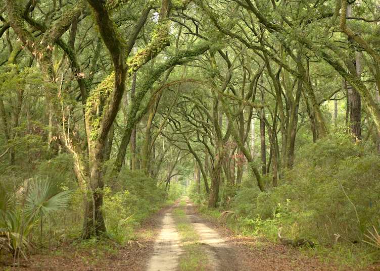 Wooded scene