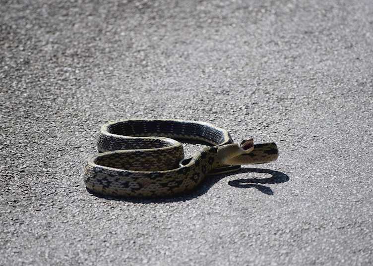 Snake on the road