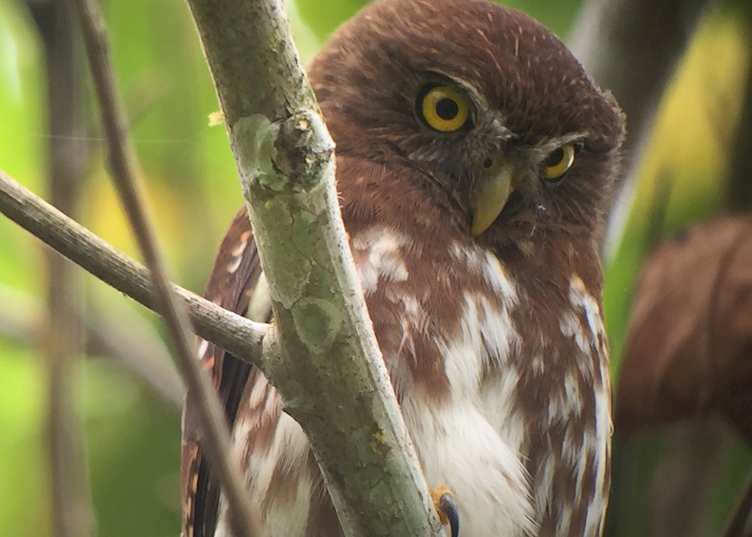 Subtropical pigmy owl seen on an excursion at Minga Lodge
