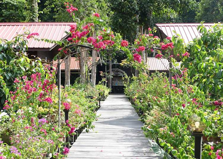 Abai Jungle Lodge, Kinabatangan River Lodge, Borneo