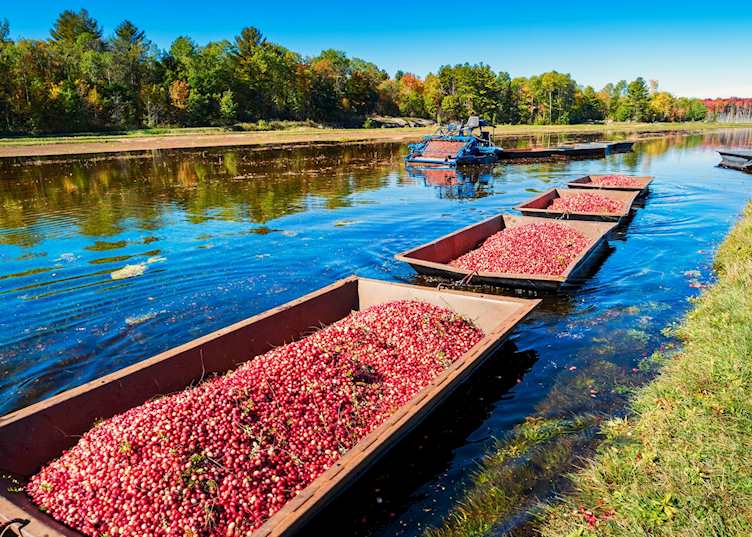 Muskoka's cranberry harvest