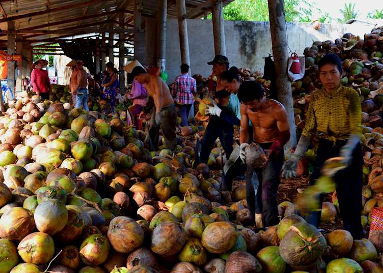 Coconut peeling factory, Mekong Delta