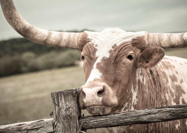 A Texas Longhorn at Wildcatter Ranch