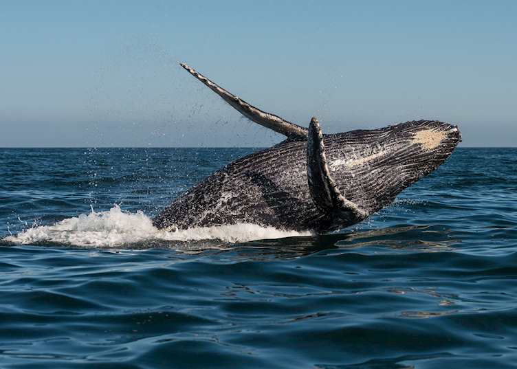 Breaching humpback, Victoria, British Columbia