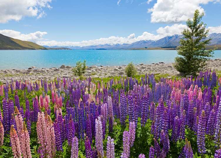 Lupins on the shores of Lake Tekapo