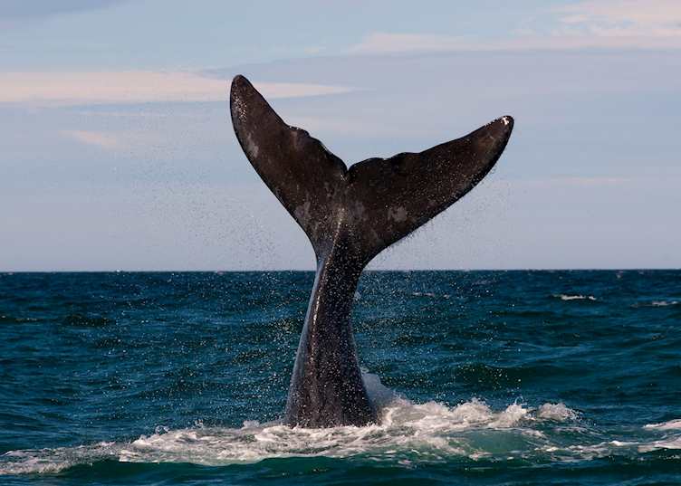 Southern right whale, Península Valdés