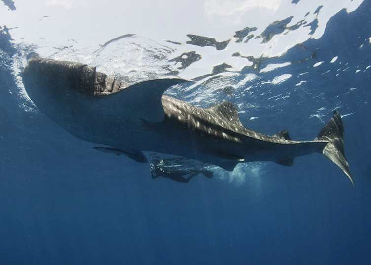Whale shark, Mexico
