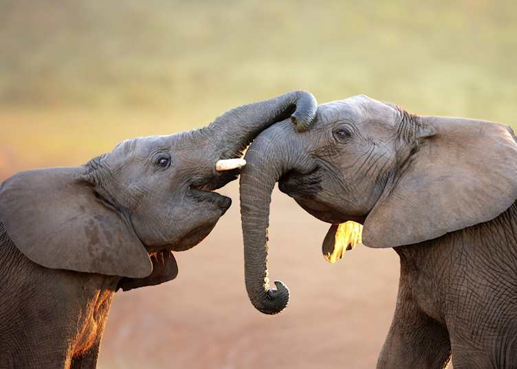Baby elephants at the Addo National Park