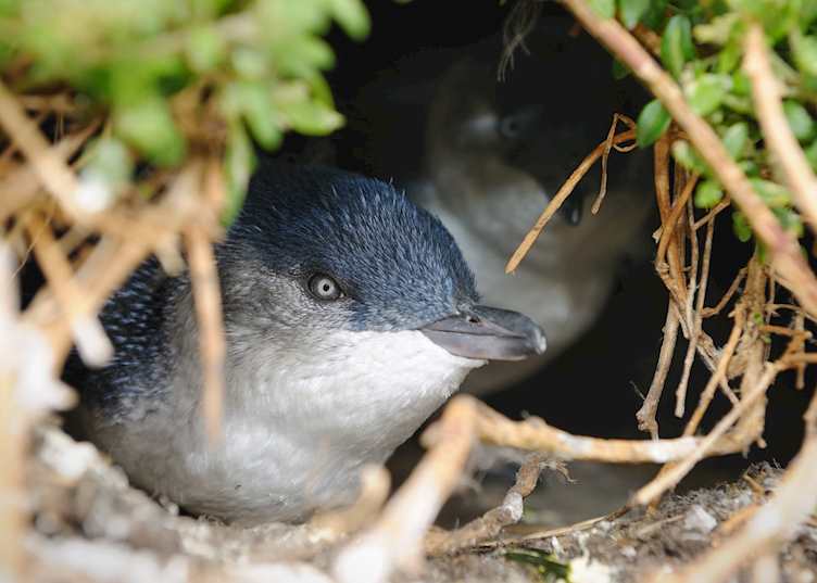 Blue penguins nesting