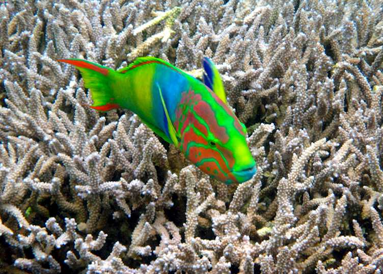 Wrasse on Lord Howe Reef