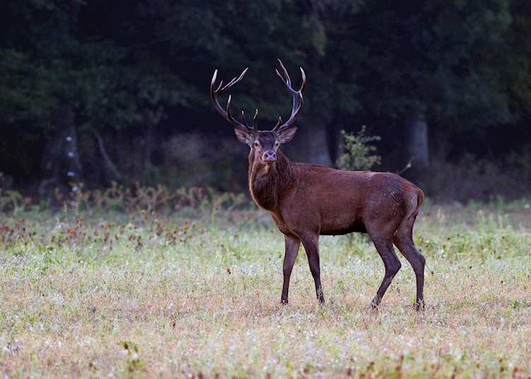Deer at Château de Chambord, Loire Valley