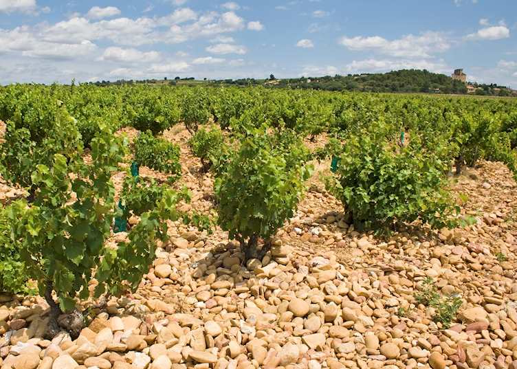 Vineyard, Châteauneuf-du-Pape