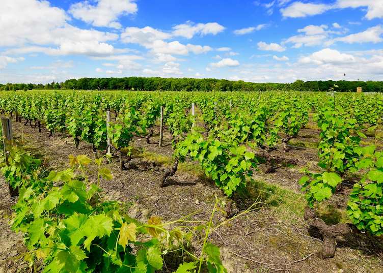 Vineyard, Loire Valley