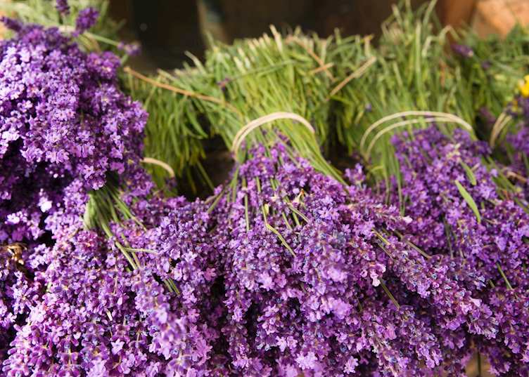Lavender bunches, Saint-Rémy-de-Provence