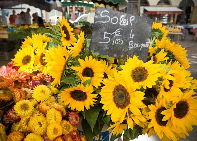 Sunflowers, France