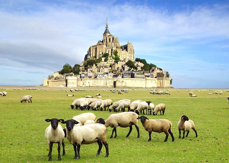 Sheep in front of Mont Saint-Michel, Normandy